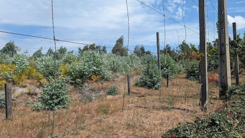 Terreno para Venda em Águas Santas e Moure