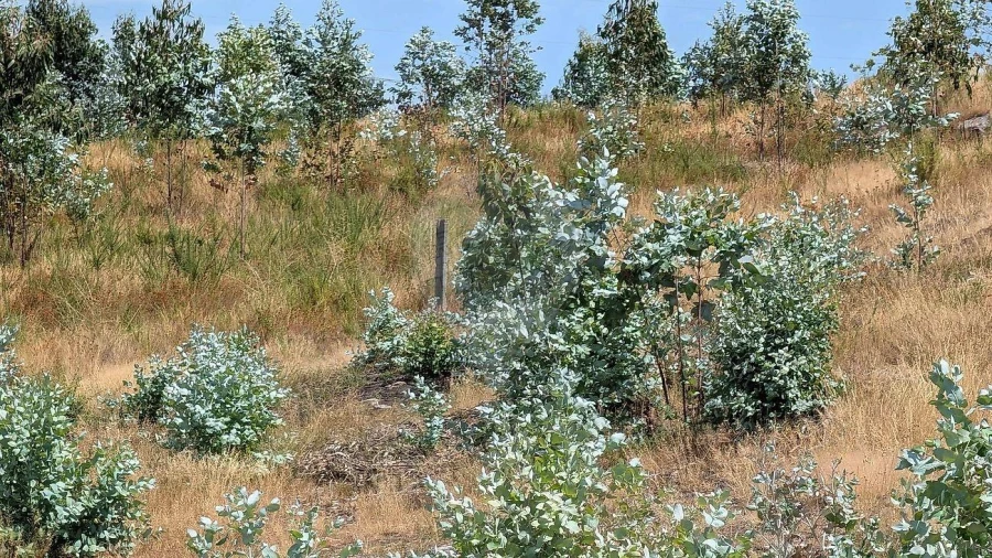 Terreno para Venda em Águas Santas e Moure Foto 21