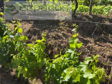 Quinta para Venda em Silvares