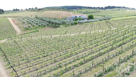Terreno para Venda em Castedo e Cotas