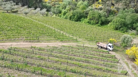 Terreno para Venda em Castedo e Cotas