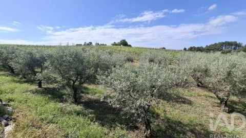 Terreno para Venda em Castedo e Cotas