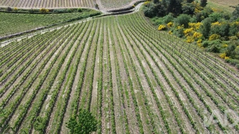 Terreno para Venda em Castedo e Cotas
