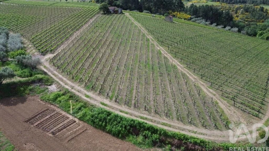 Terreno para Venda em Castedo e Cotas Foto 17