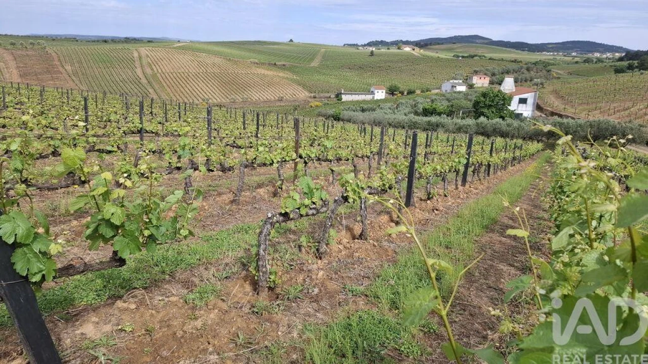 Terreno para Venda em Castedo e Cotas Foto 6