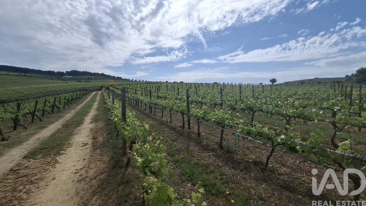 Terreno para Venda em Castedo e Cotas Foto 7