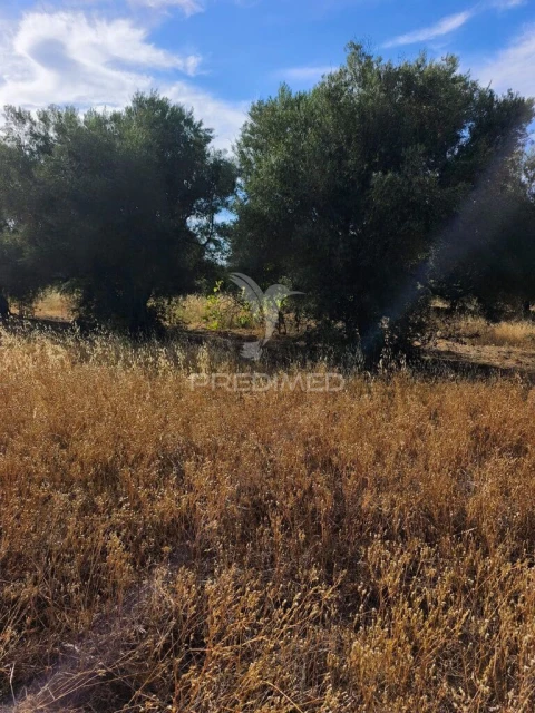 Terreno para Venda em Paderne