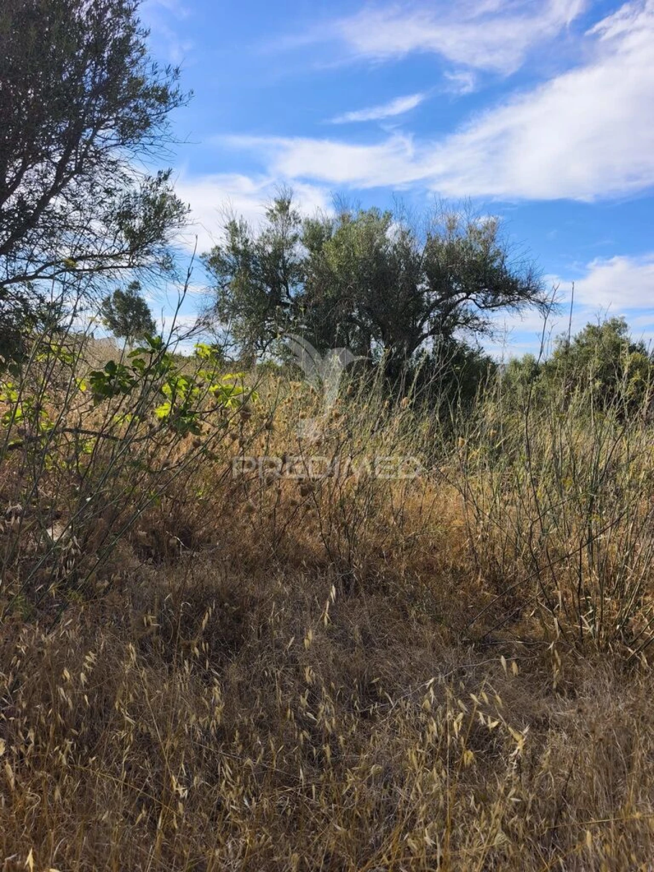 Terreno para Venda em Paderne Foto 5