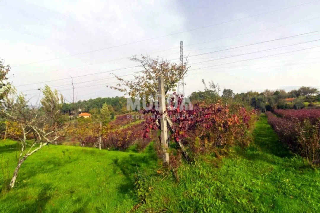 Terreno para Venda em Oliveira do Douro Foto 17