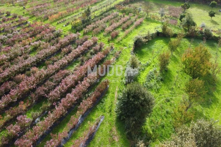 Terreno para Venda em Oliveira do Douro Foto 9