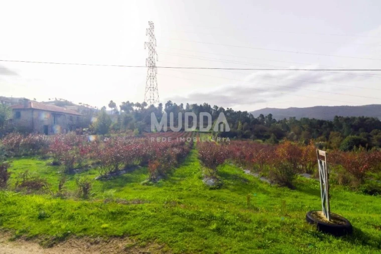 Terreno para Venda em Oliveira do Douro Foto 13