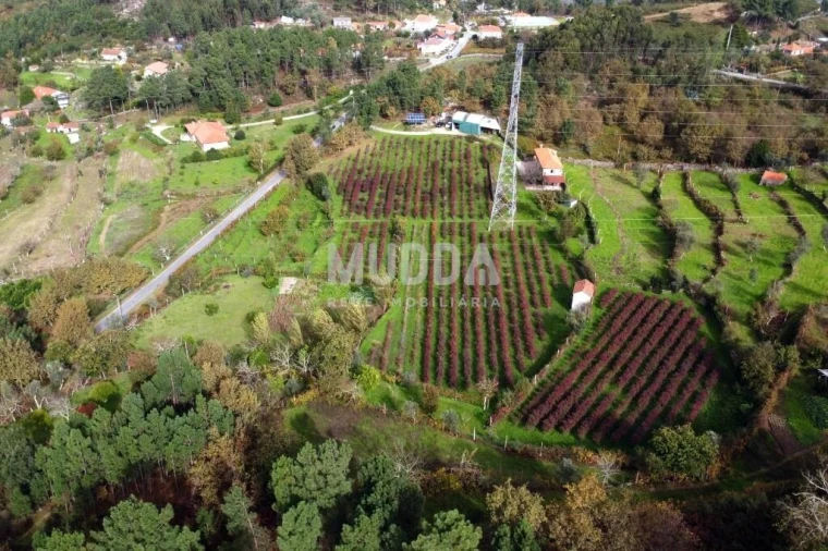 Terreno para Venda em Oliveira do Douro Foto 4