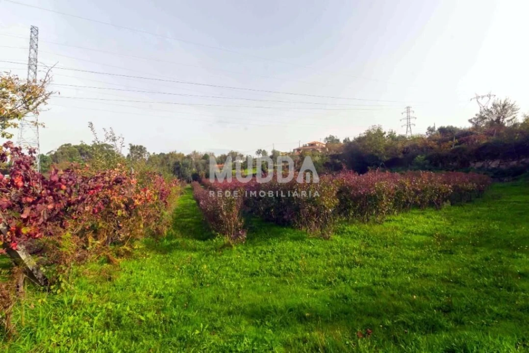 Terreno para Venda em Oliveira do Douro Foto 16