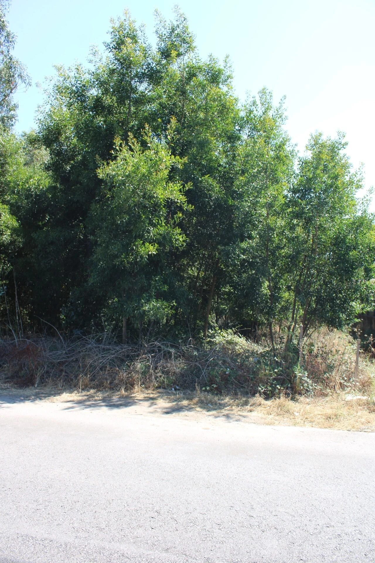 Terreno para Venda em Avanca Foto 4