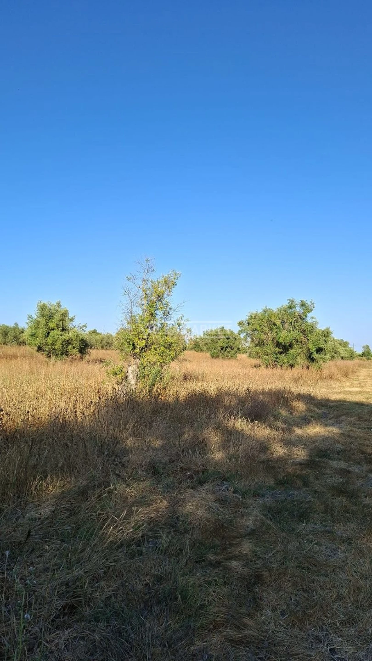 Terreno para Venda em Ferreira do Alentejo e Canhestros Foto 2