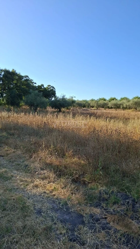 Terreno para Venda em Ferreira do Alentejo e Canhestros