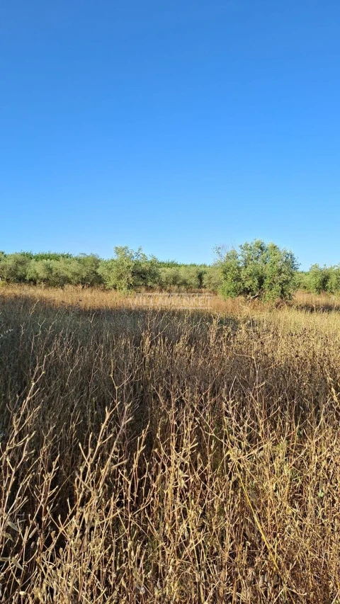 Terreno para Venda em Ferreira do Alentejo e Canhestros