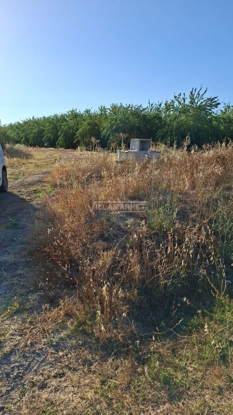 Terreno para Venda em Ferreira do Alentejo e Canhestros