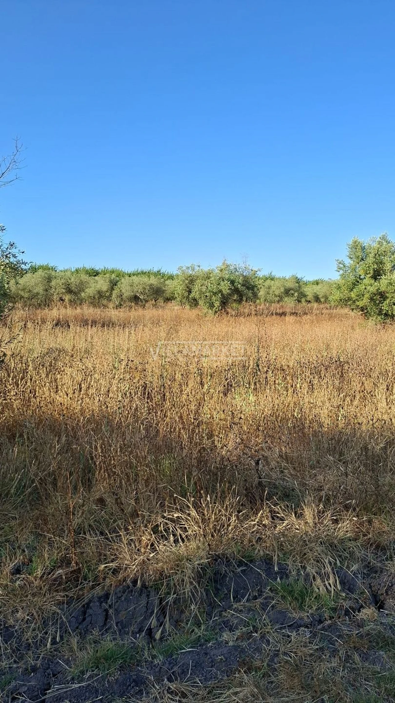 Terreno para Venda em Ferreira do Alentejo e Canhestros Foto 5