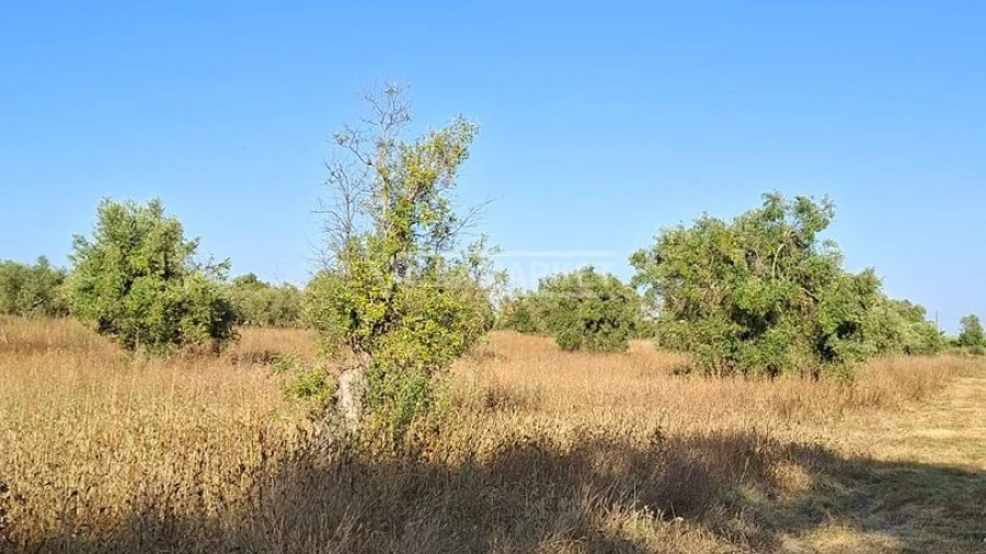 Terreno para Venda em Ferreira do Alentejo e Canhestros