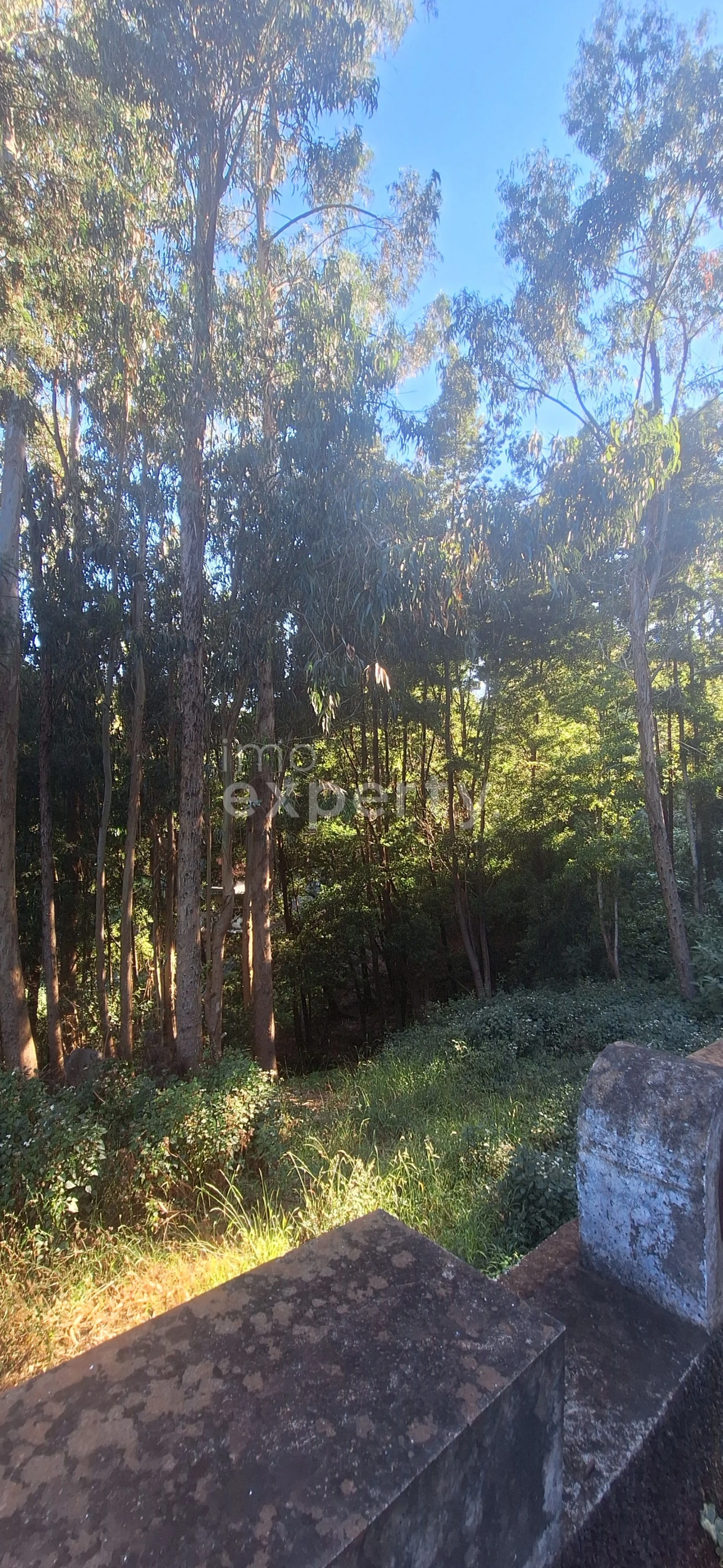 Terreno para Venda em Gaula Foto 9