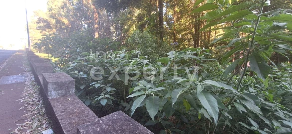 Terreno para Venda em Gaula