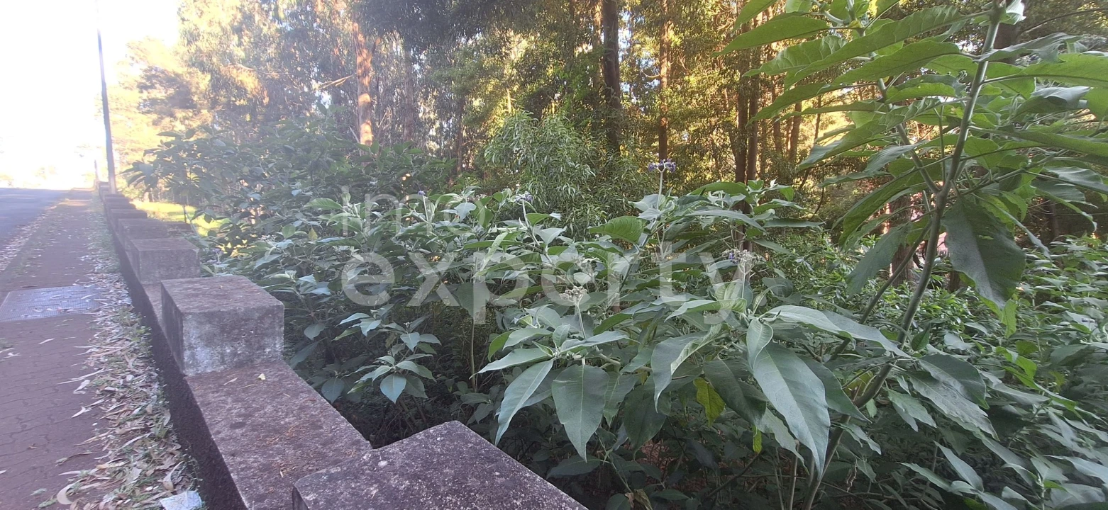 Terreno para Venda em Gaula Foto 10