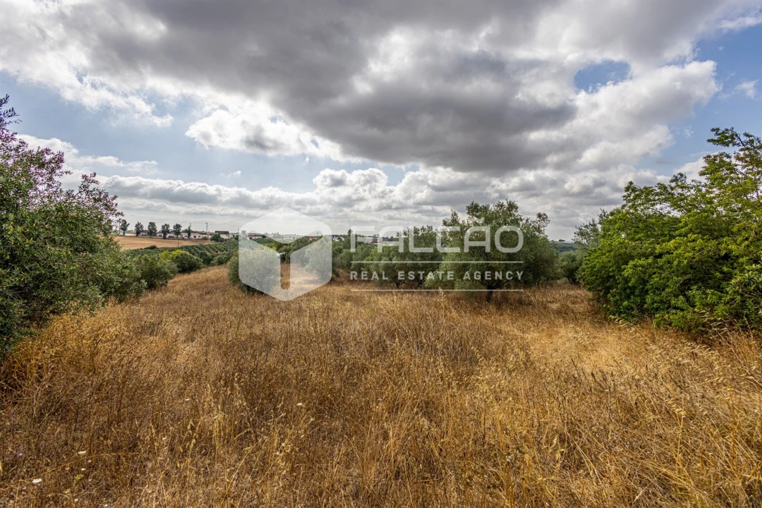Terreno Misto para Venda em Abitureiras Foto 4