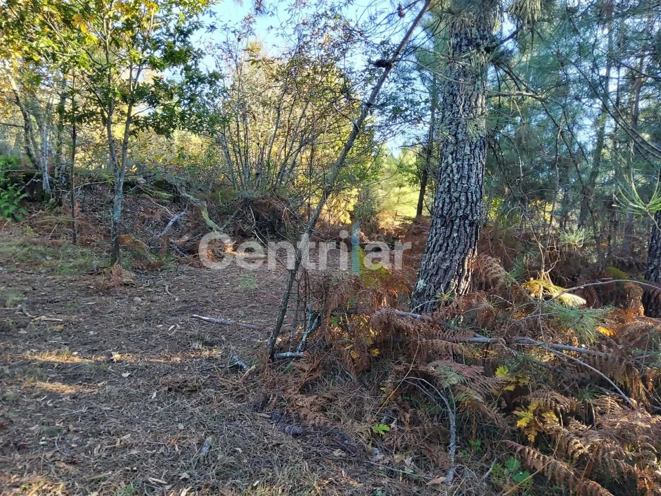 Quinta T0 para Venda em Mangualde, Mesquitela e Cunha Alta Foto 26