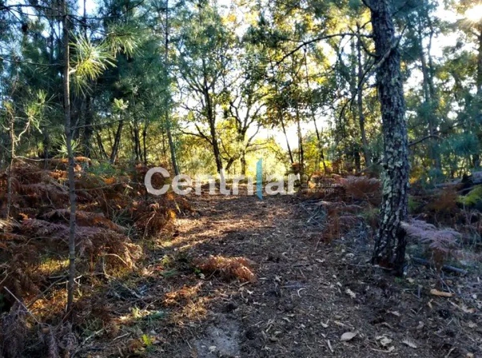 Quinta T0 para Venda em Mangualde, Mesquitela e Cunha Alta Foto 6