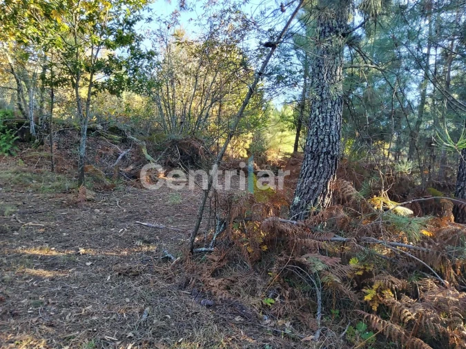 Quinta T0 para Venda em Mangualde, Mesquitela e Cunha Alta Foto 26