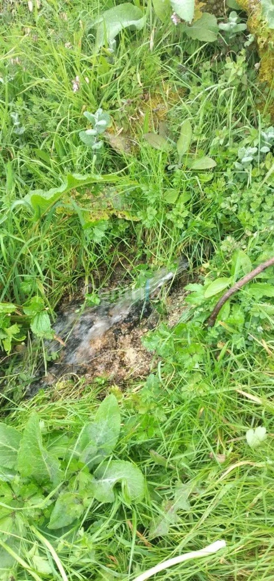 Quinta T0 para Venda em Mangualde, Mesquitela e Cunha Alta Foto 12