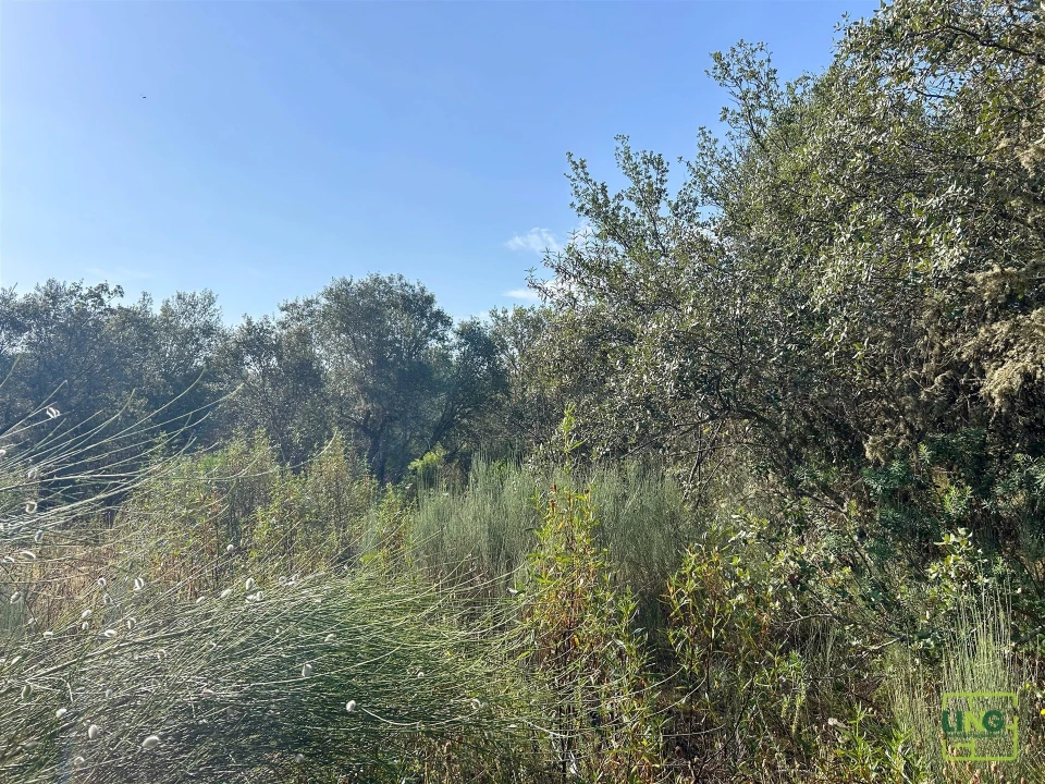 Terreno Agricola ou Rústico para Venda em Aranhas Foto 36