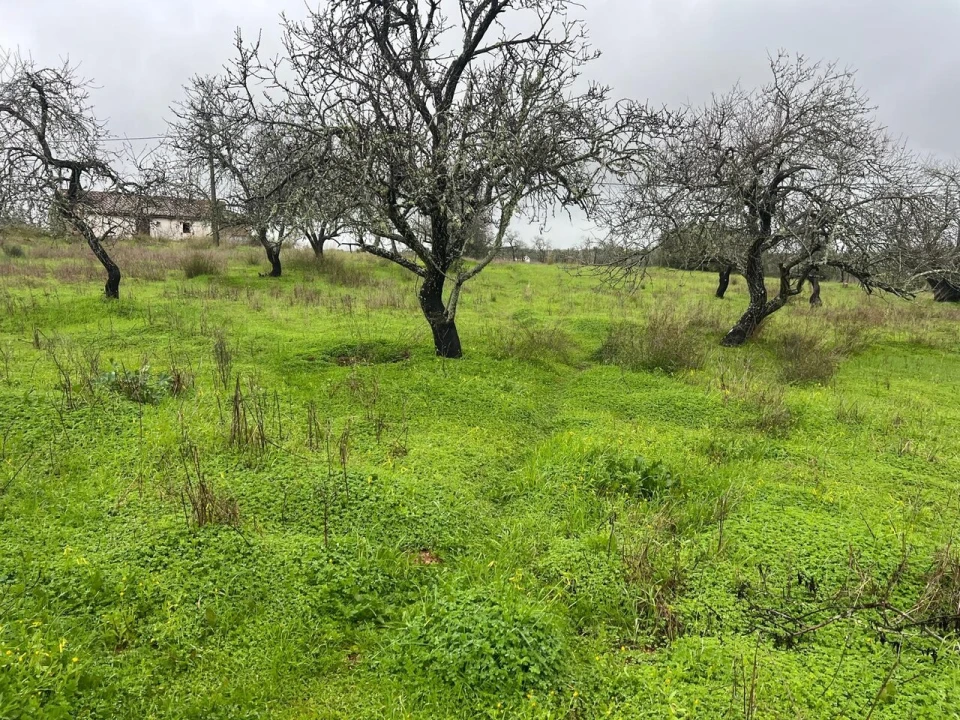 Terreno para Venda em Lagoa e Carvoeiro Foto 3