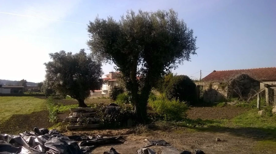 Terreno para Venda em Lijo Foto 6