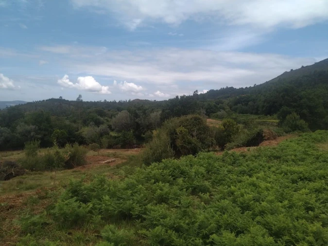 Terreno para Venda em Gandra e Taião Foto 11