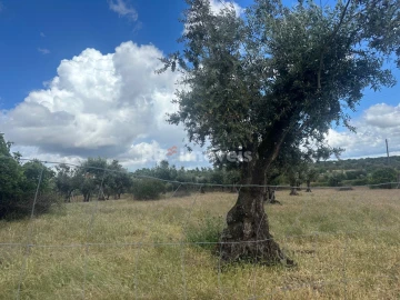 Terreno Agricola ou Rústico para Venda em Comenda