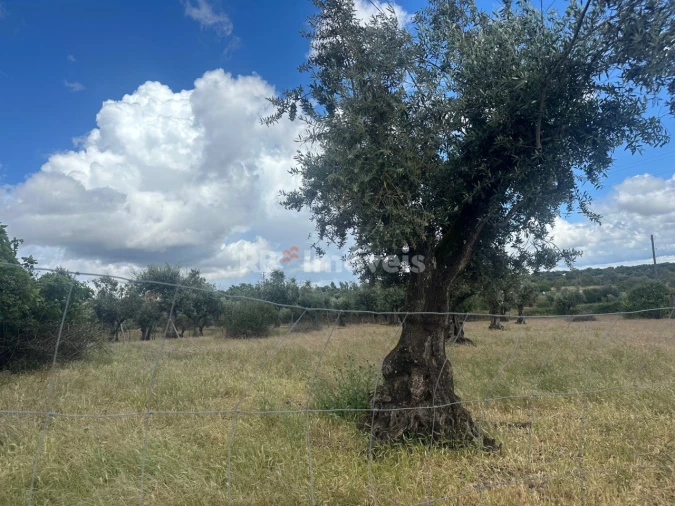 Terreno Agricola ou Rústico para Venda em Comenda Foto 4