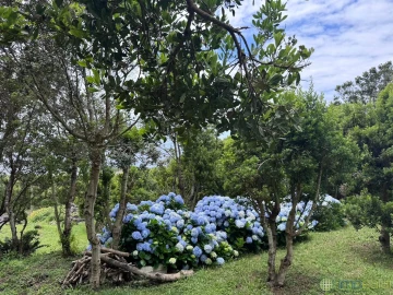 Moradia T4 para Venda em Capelo