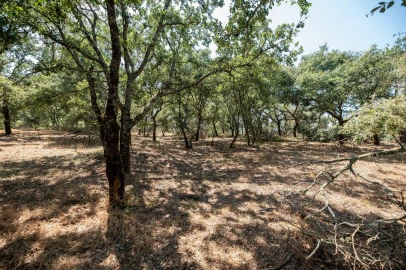 Terreno para Venda em Chão de Couce
