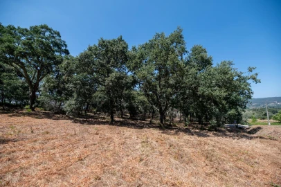 Terreno para Venda em Chão de Couce