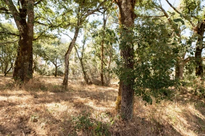 Terreno para Venda em Chão de Couce