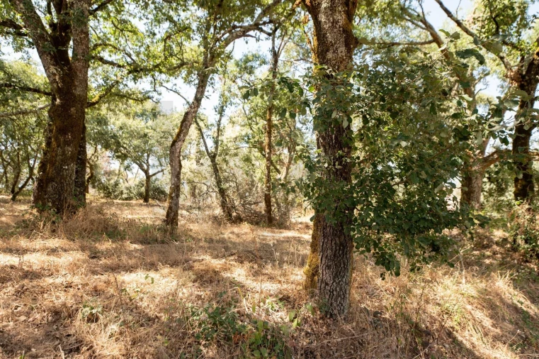 Terreno para Venda em Chão de Couce Foto 6