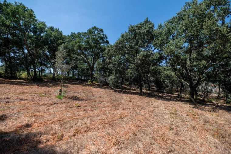 Terreno para Venda em Chão de Couce Foto 17