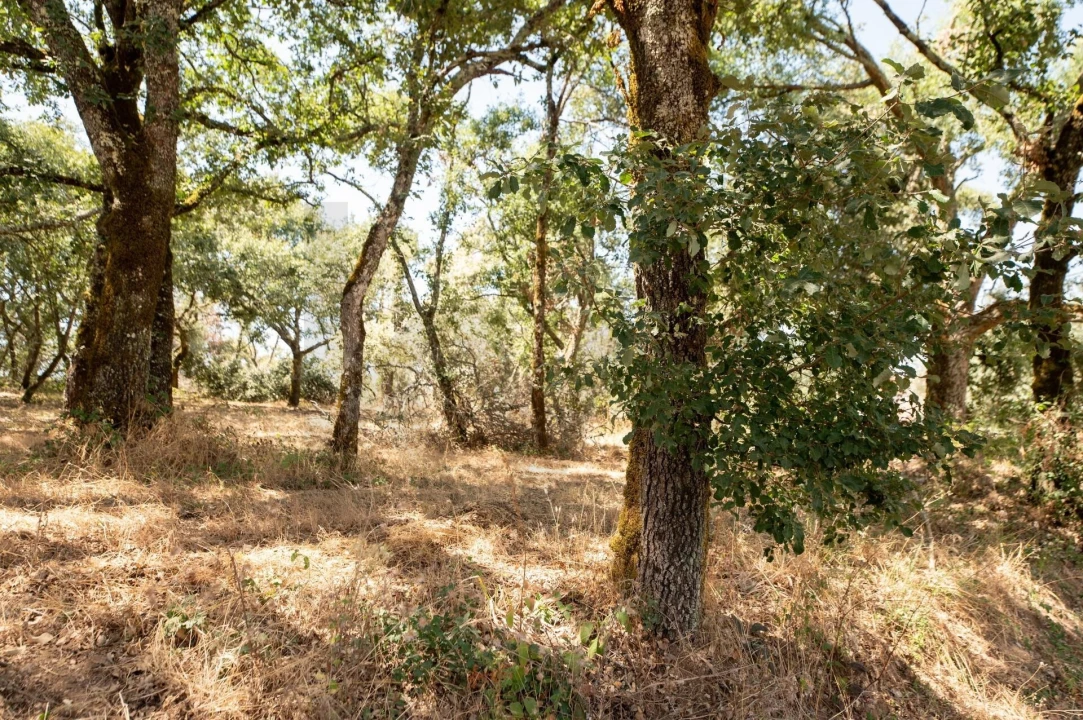 Terreno para Venda em Chão de Couce Foto 6