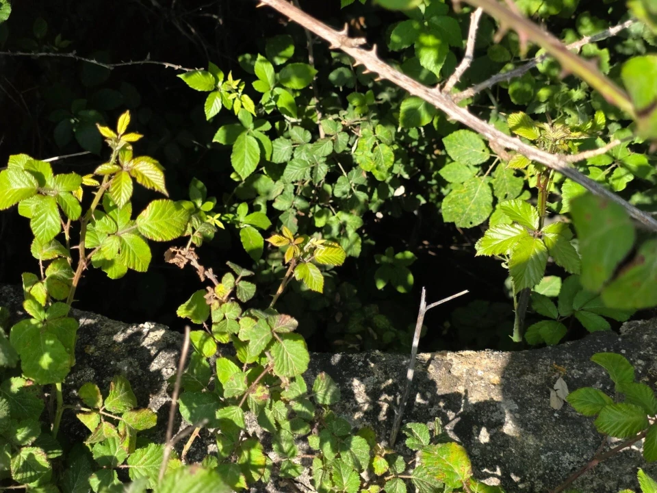 Terreno para Venda em Olhalvo Foto 17
