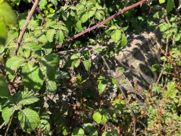 Terreno para Venda em Olhalvo