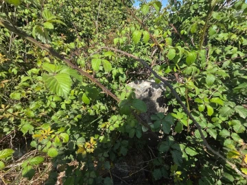 Terreno para Venda em Olhalvo