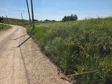 Terreno para Venda em Olhalvo