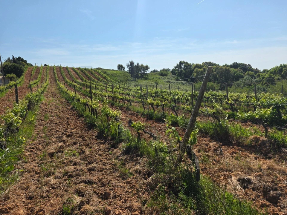 Terreno para Venda em Olhalvo Foto 5